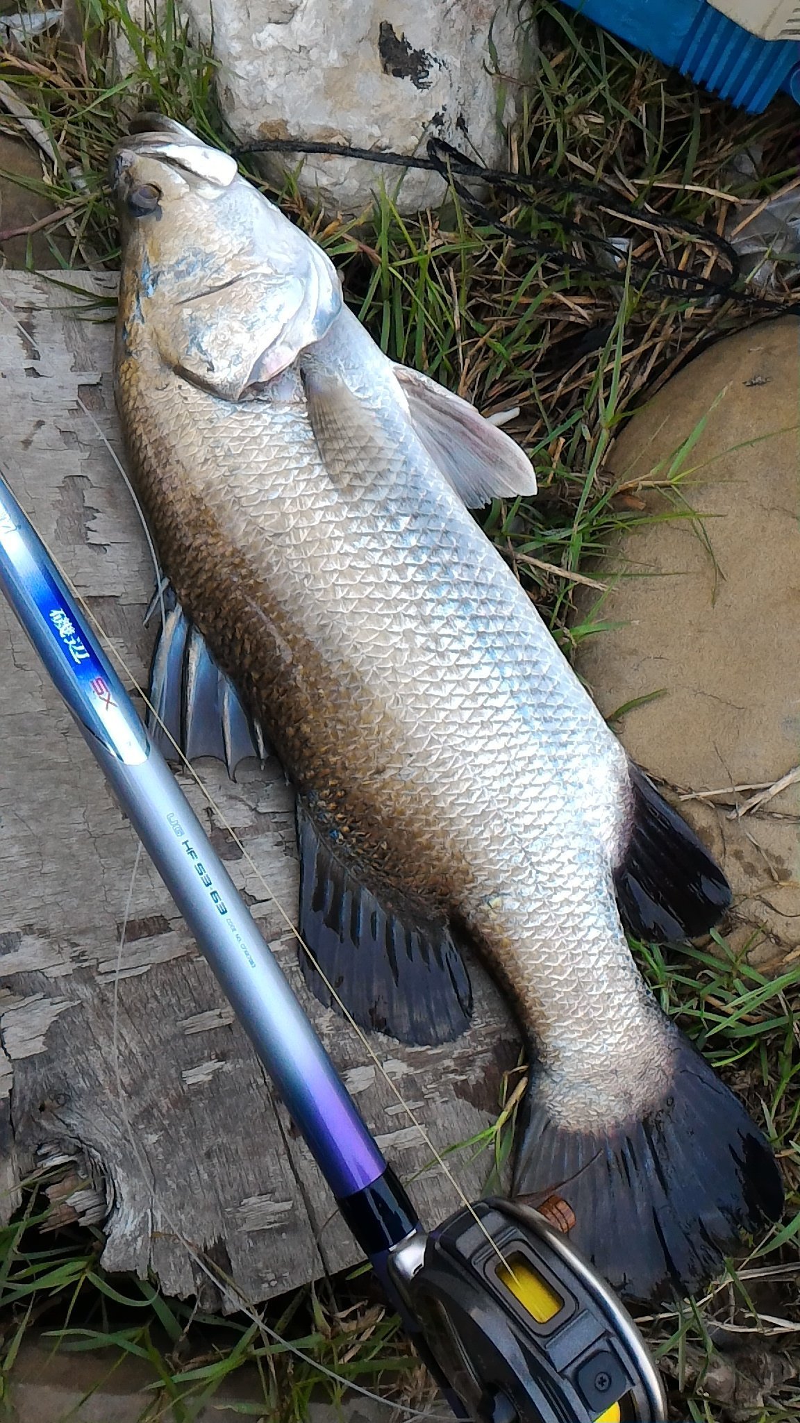 シマノ（FUJI）　ZOOM磯辺 L UG MF53-63 釣り竿 FUJI ZOOM磯辺 L UG MF53-63 釣り竿