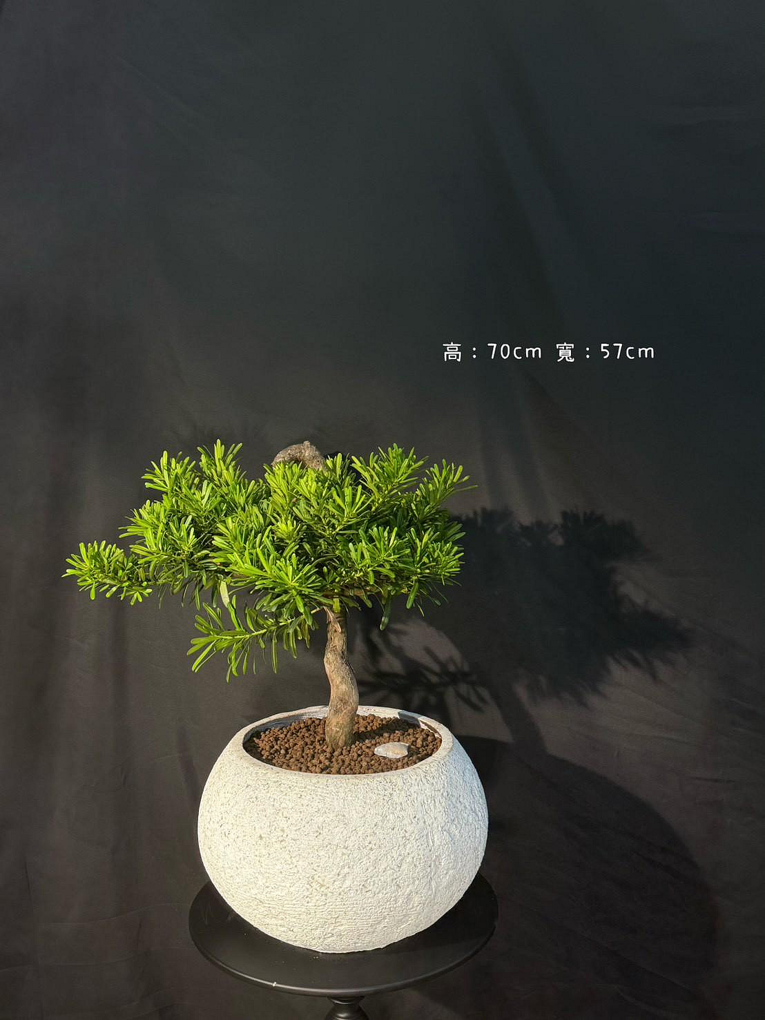 新芯晨花園/桃園三民店/羅漢松/陽台盆栽/風水上招財健康樹全尺寸現貨數