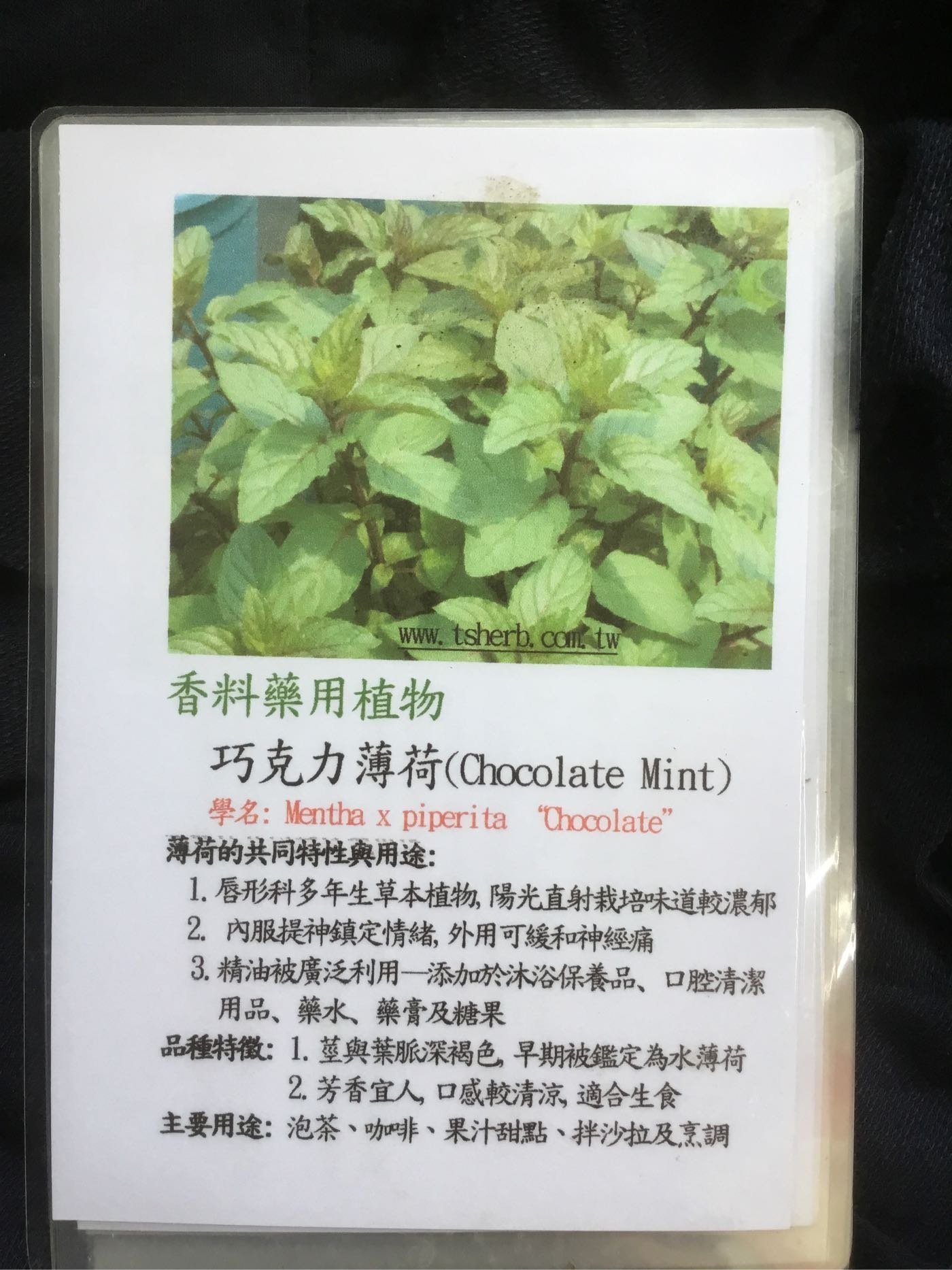 香草.多年草本~巧克力薄荷~5吋/不含盆高10-20公分~ 甜點冷泡茶-花精靈植物的家| Yahoo拍賣