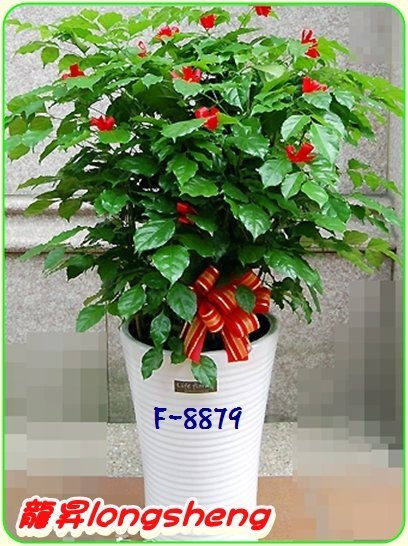 台北龍昇網路花店【F-8879─旺旺樹落地盆栽】~好運旺旺來，利用植栽