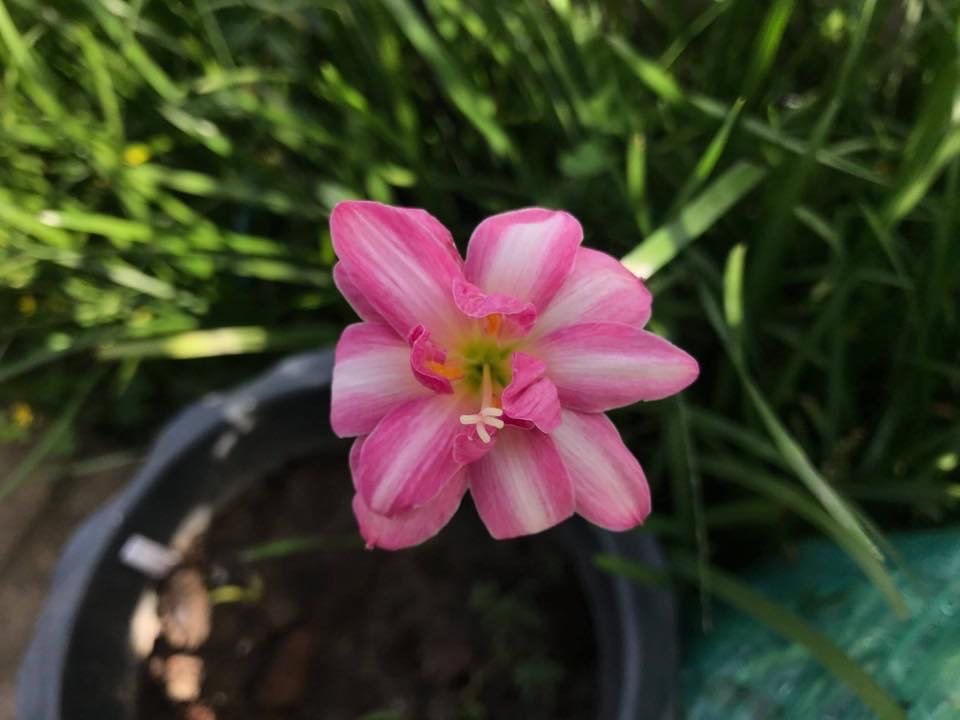 名護蘭 】希少品‼️赤花名護蘭縞 229 名護蘭 】希少品‼️赤花名護蘭縞