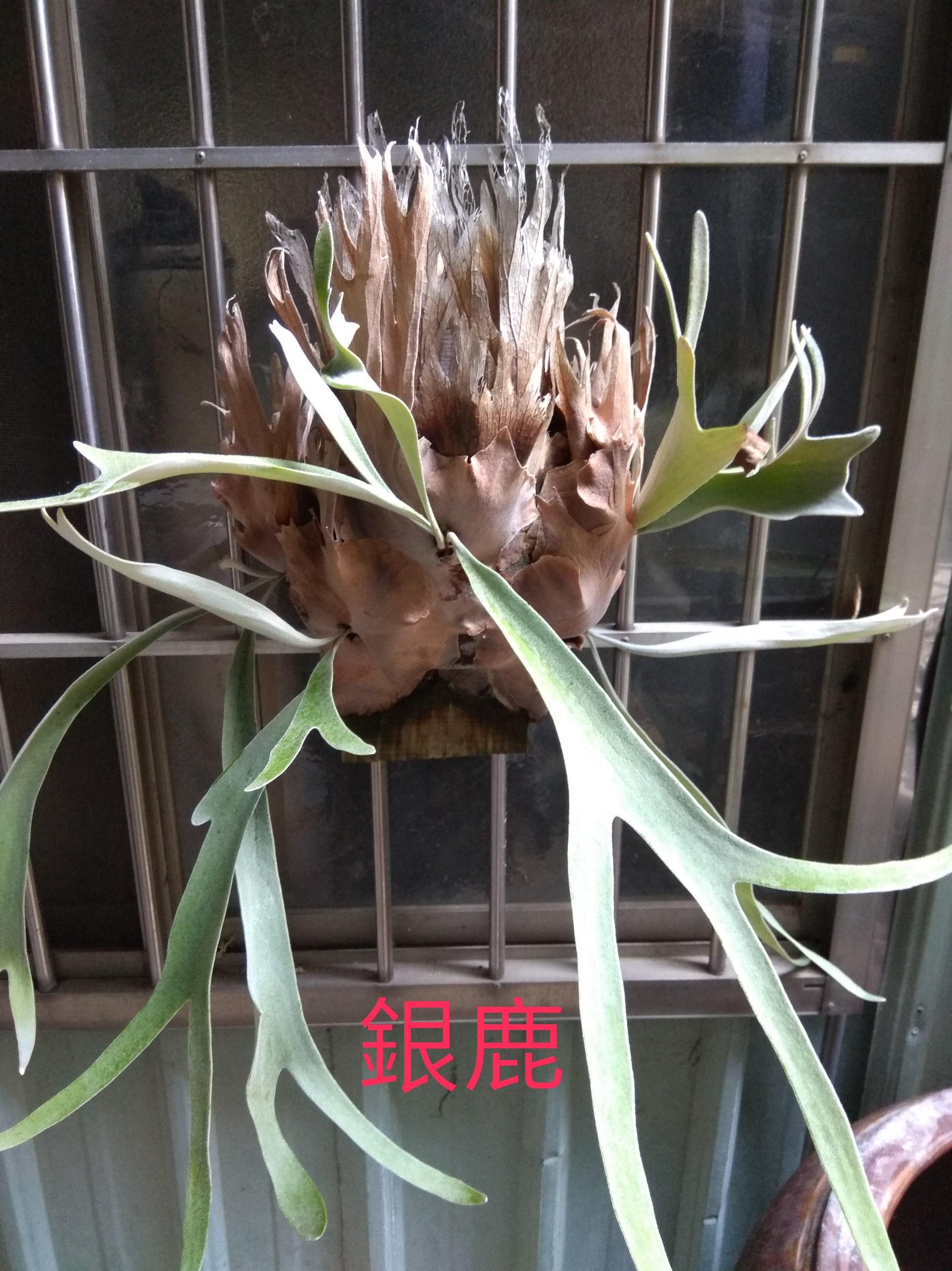 P.veitchii wild AUS 澳銀鹿角蕨| Yahoo拍賣