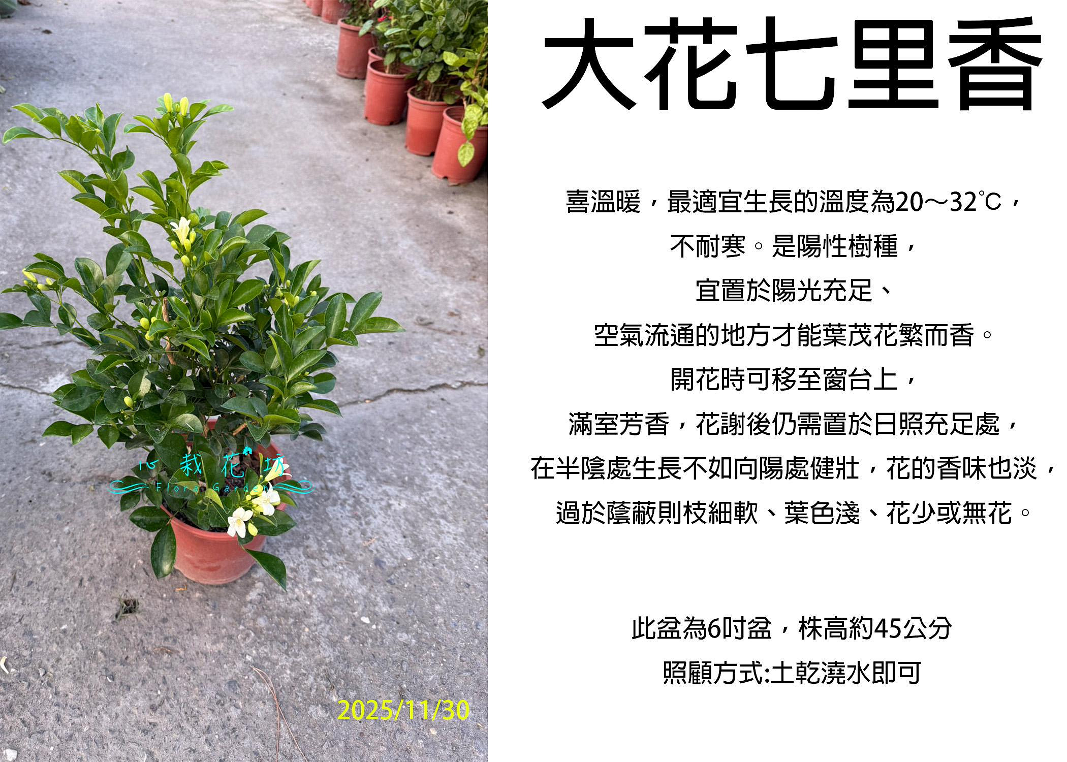 心栽花坊-大葉七里香/七里香/6吋/開花植物/香花植物/綠籬植物/售價180