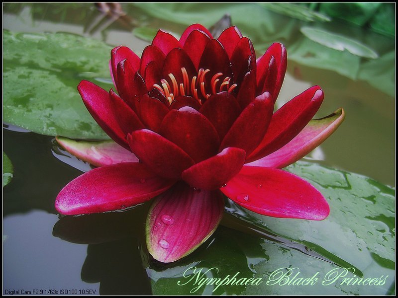 外装塗装　睡蓮花 6d0a8819-cc17-42aa-90ad-