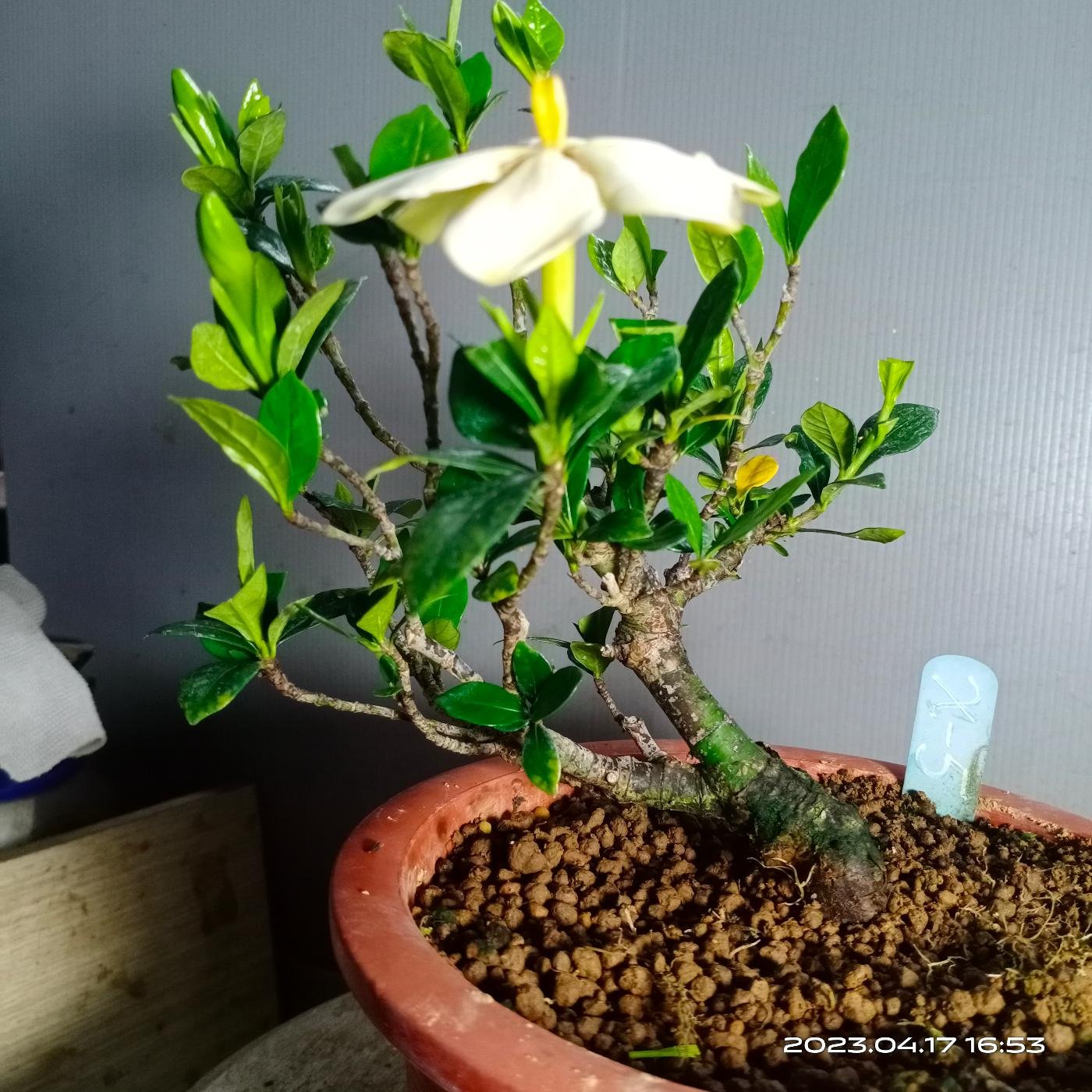 日本一吋法師黃梔子小品盆栽X-5】※特優品種→樹性特佳、根盤處理完全