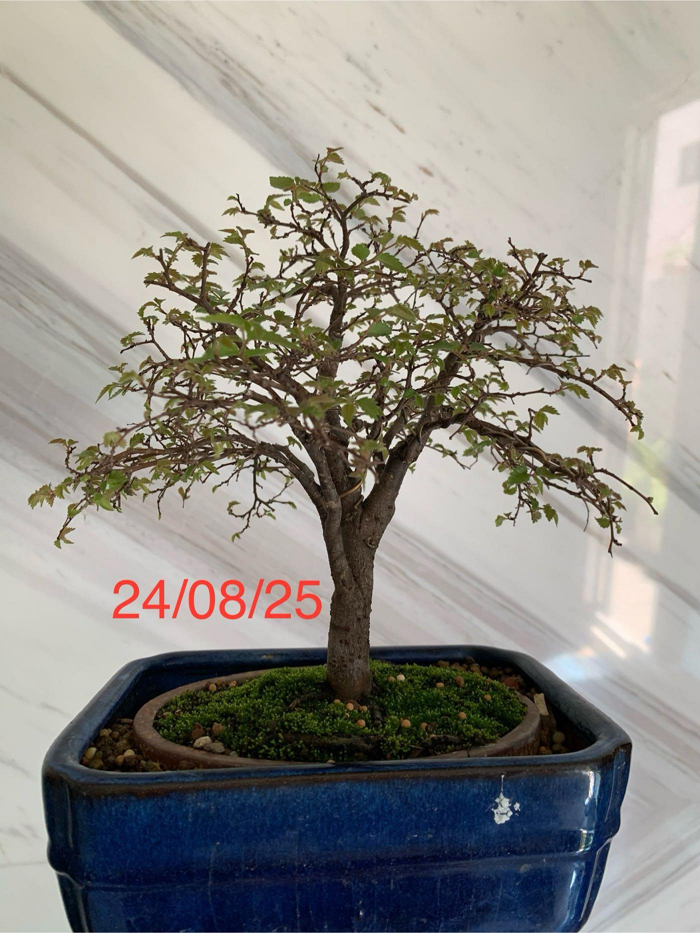 櫸木日本平安虹泉梨皮紫砂盆| Yahoo拍賣