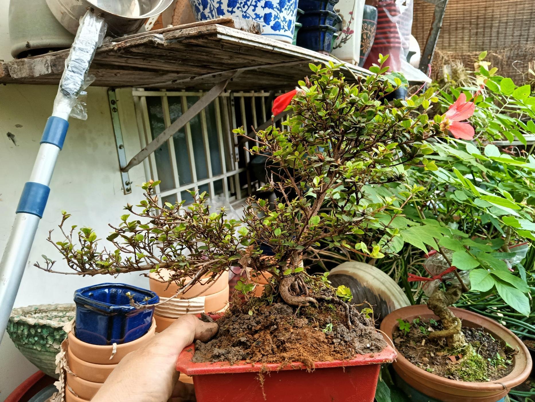 時代　中国　花台　盆栽台　珍品台　細密細工 台灣珍貴的原生種細小葉品種爬地杜鵑花小品盆栽迎客造型老頭老盆