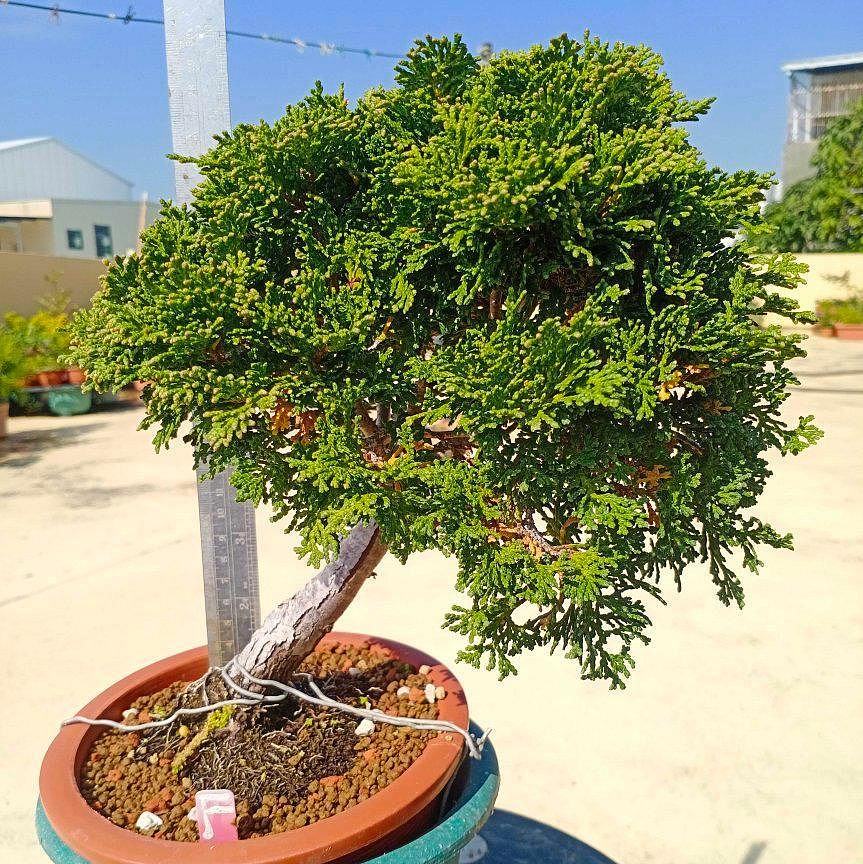 ビャクシン　盆栽 盆栽 ビャクシン 糸魚川真柏 4号(1ポット) | チャーム