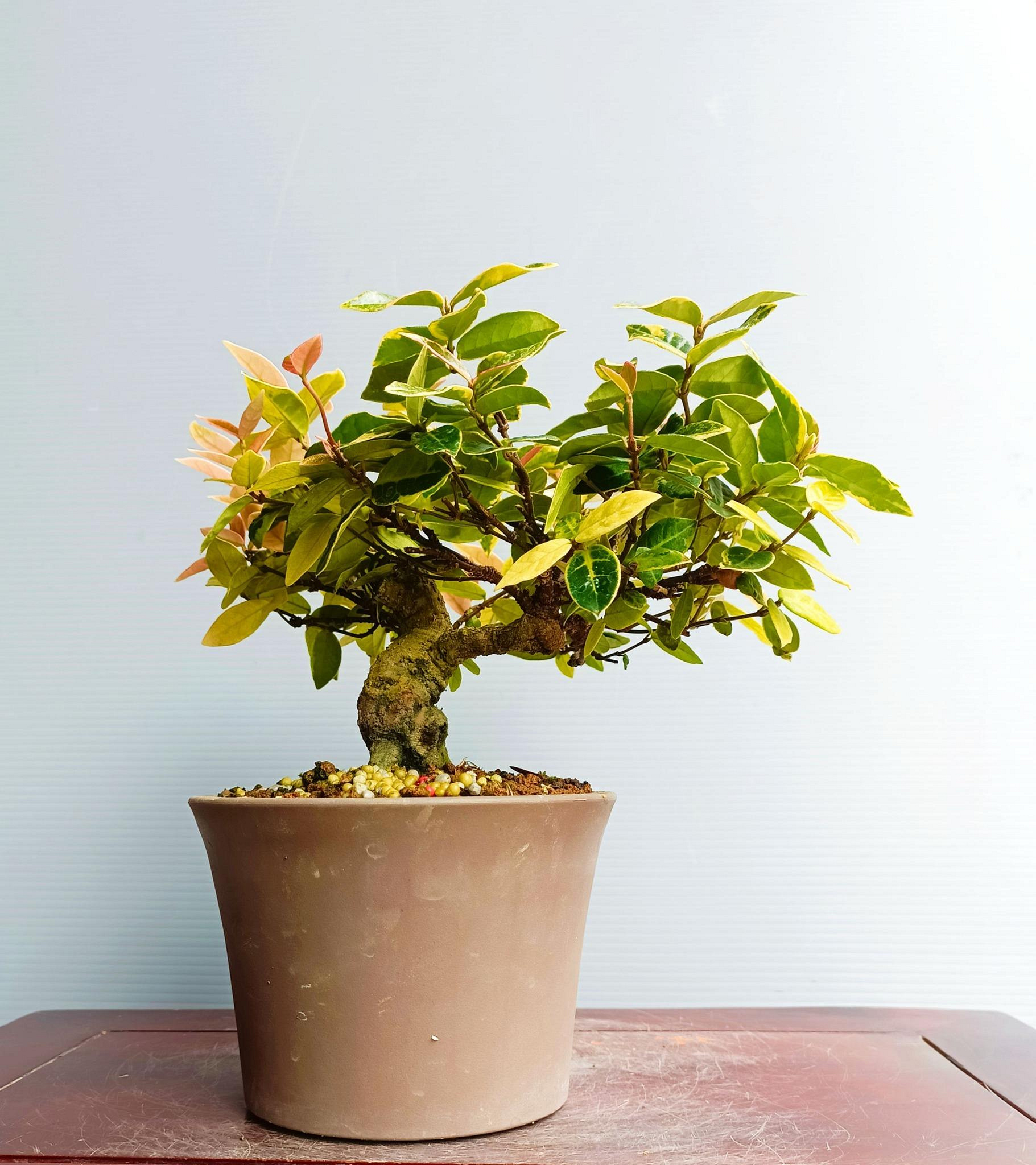 縮緬葛　盆栽　小品盆栽 源藝**日本縮緬葛(絡石)~(2件以上免運費) | Yahoo拍賣