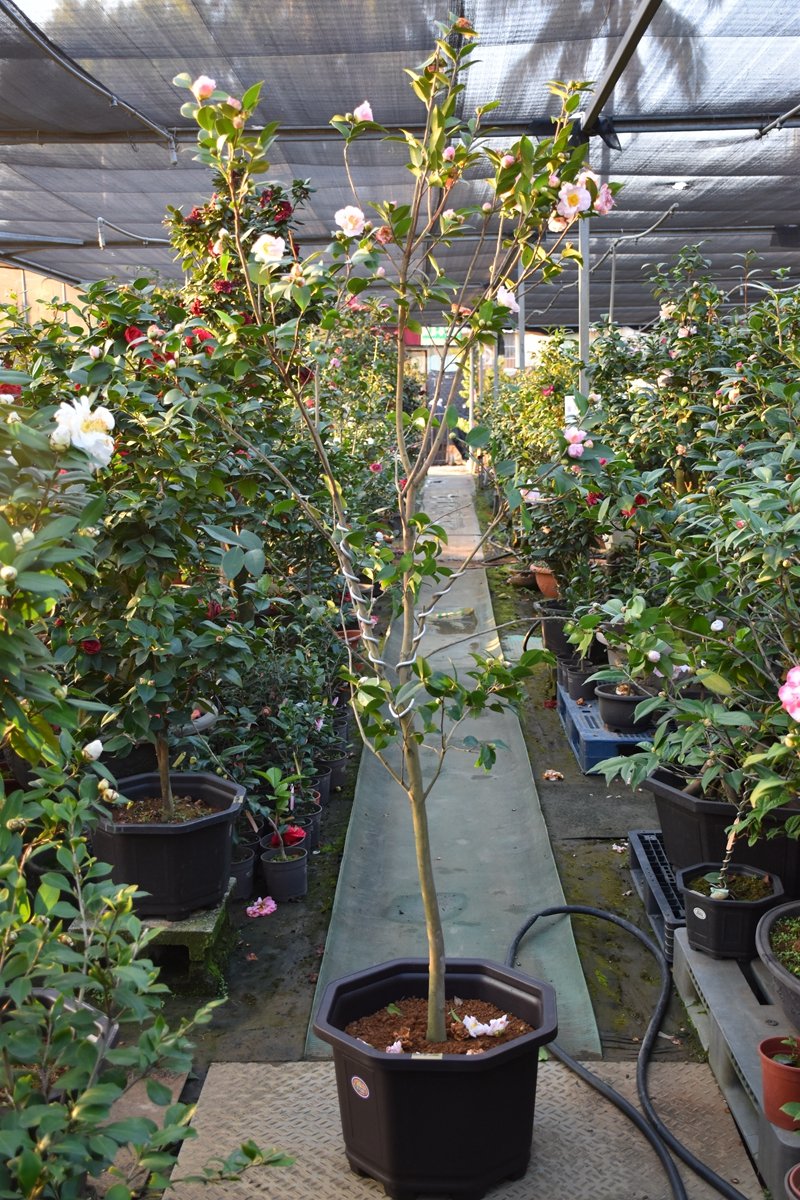 台中茶花- 天香-(原棵茶花)-H09(請自取) | Yahoo拍賣