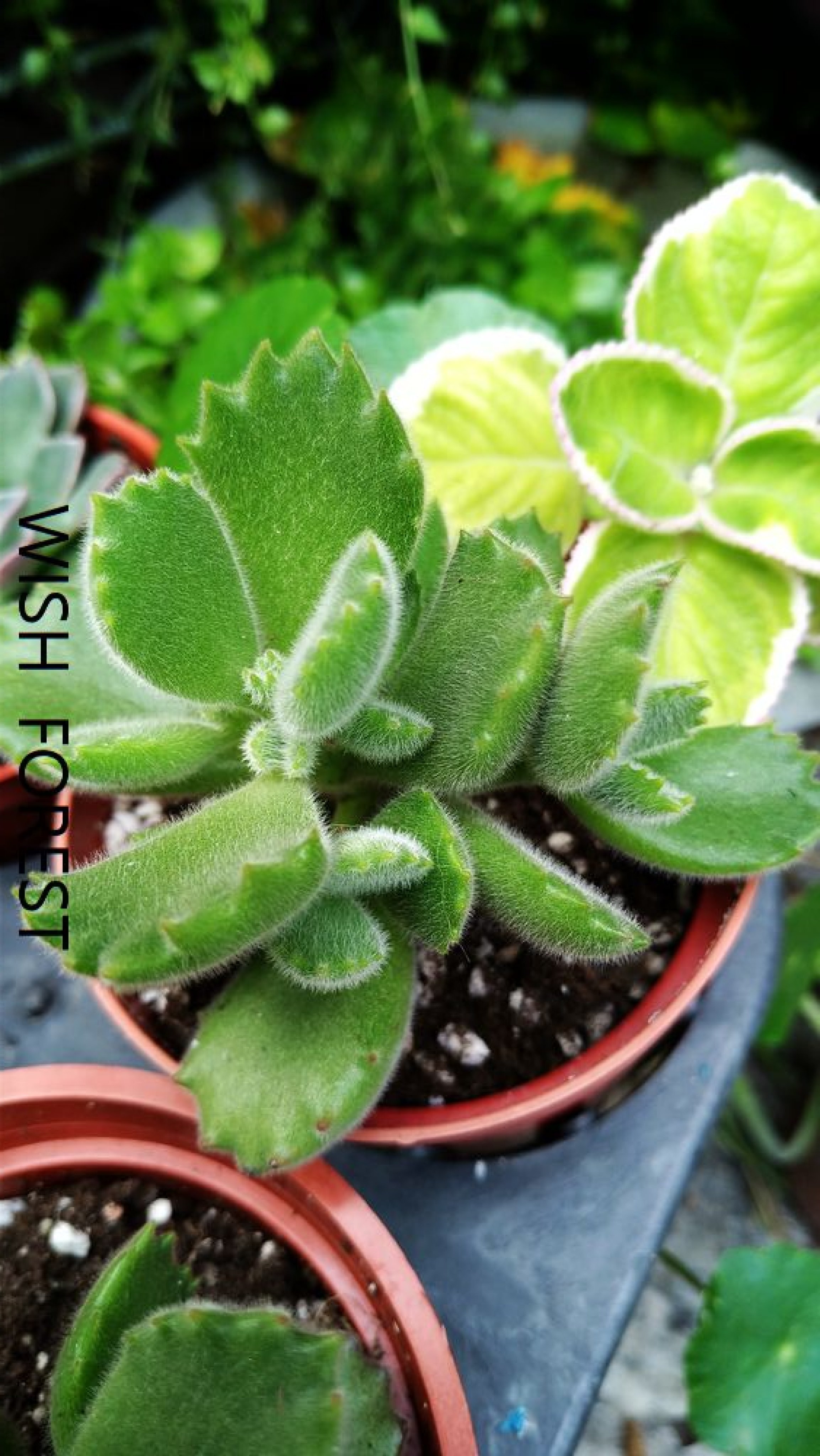 WISH FOREST【多肉植物。熊童子】。動物系多肉必入手品種~超低