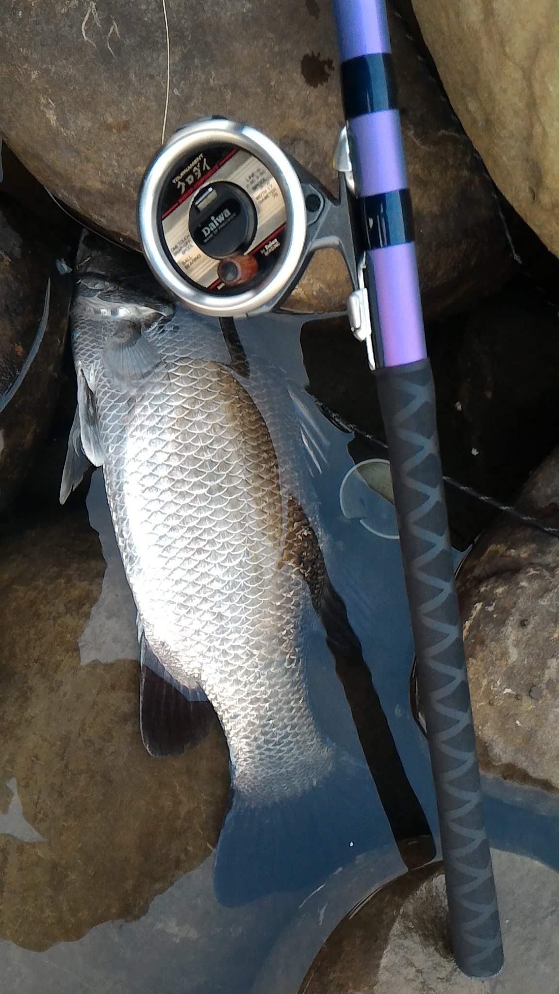 SHIMANO α ズーム磯辺SX UG HF53-63 落入/前打竿（日本製