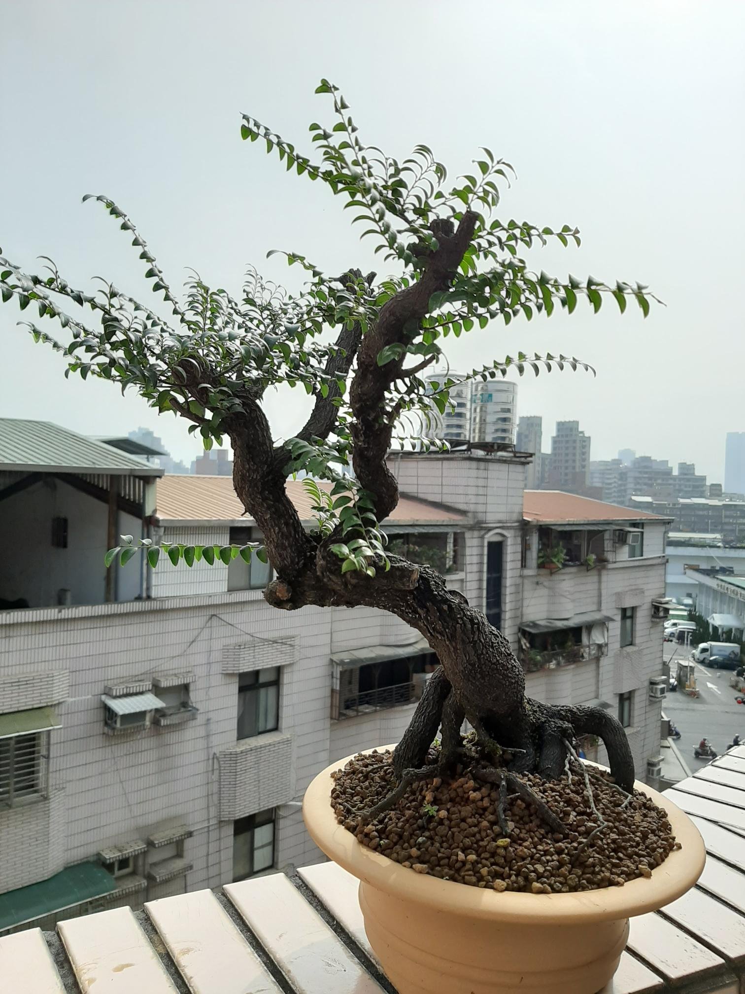 時代唐物 青貝螺鈿細工 楼閣人物 平卓 花台 香炉台 58cm 木製MA624