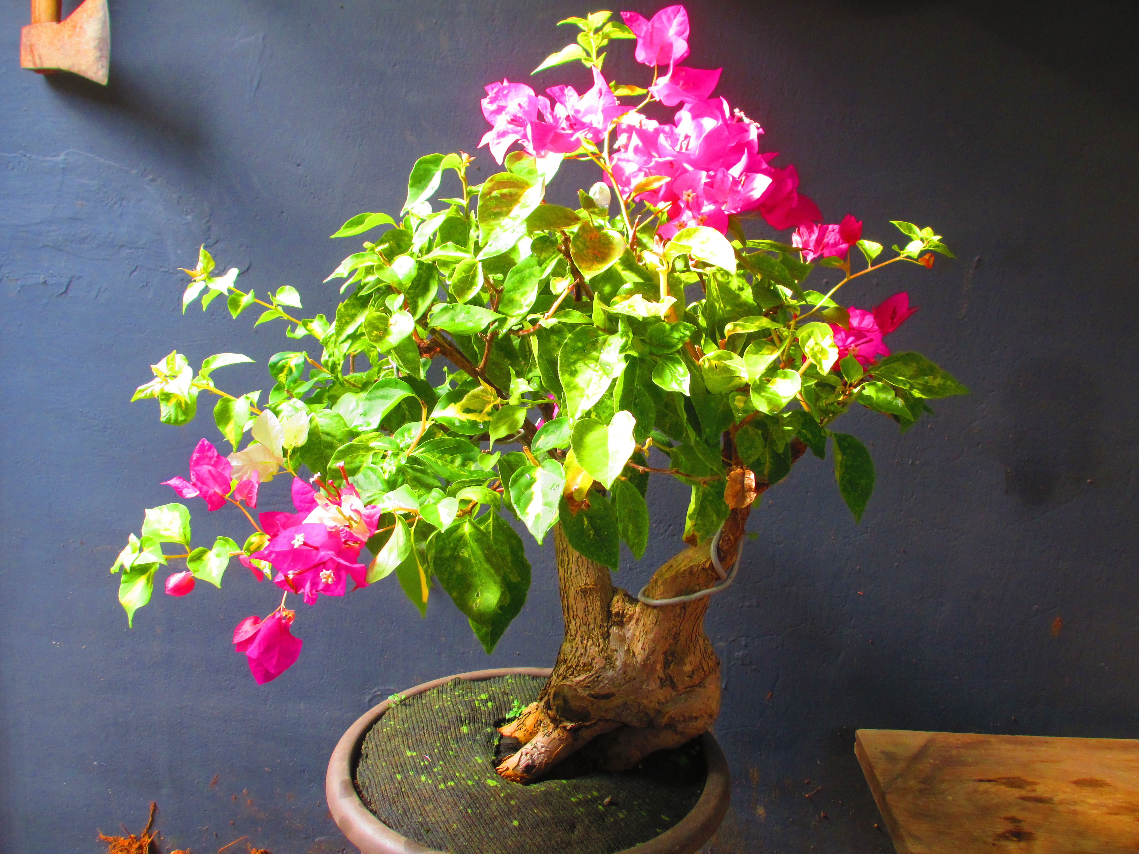 羅軒盆栽工作坊--九重葛編號：1736 | Yahoo拍賣