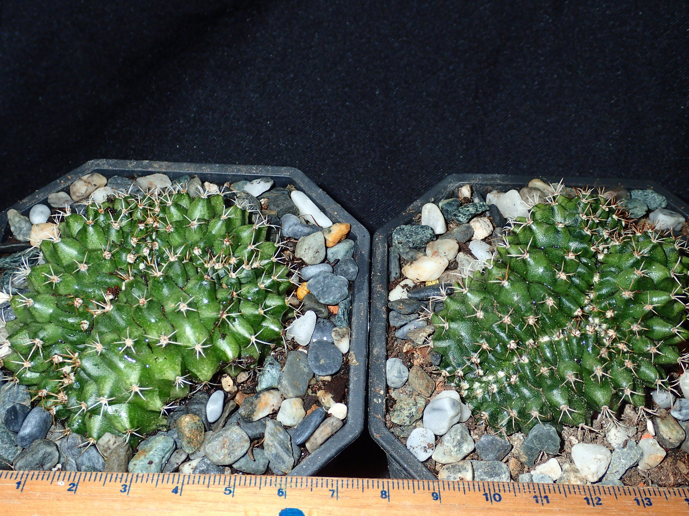 仙人閣　綴化　限定一株！ 仙人閣綴化 | 叢 – くさむら – Qusamura