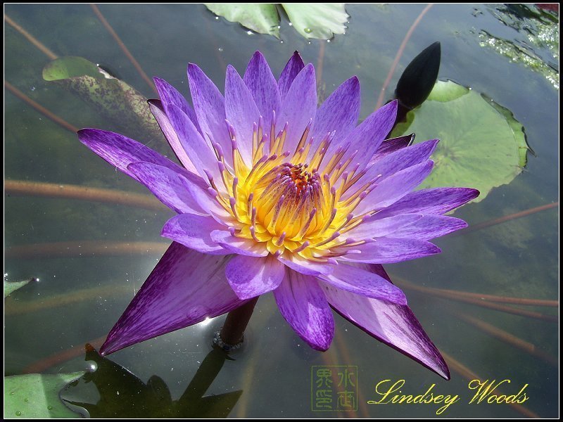 水世界蓮花~國際精品熱帶系子母蓮香水蓮Lindsey Woods 林西伍茲(全年帶