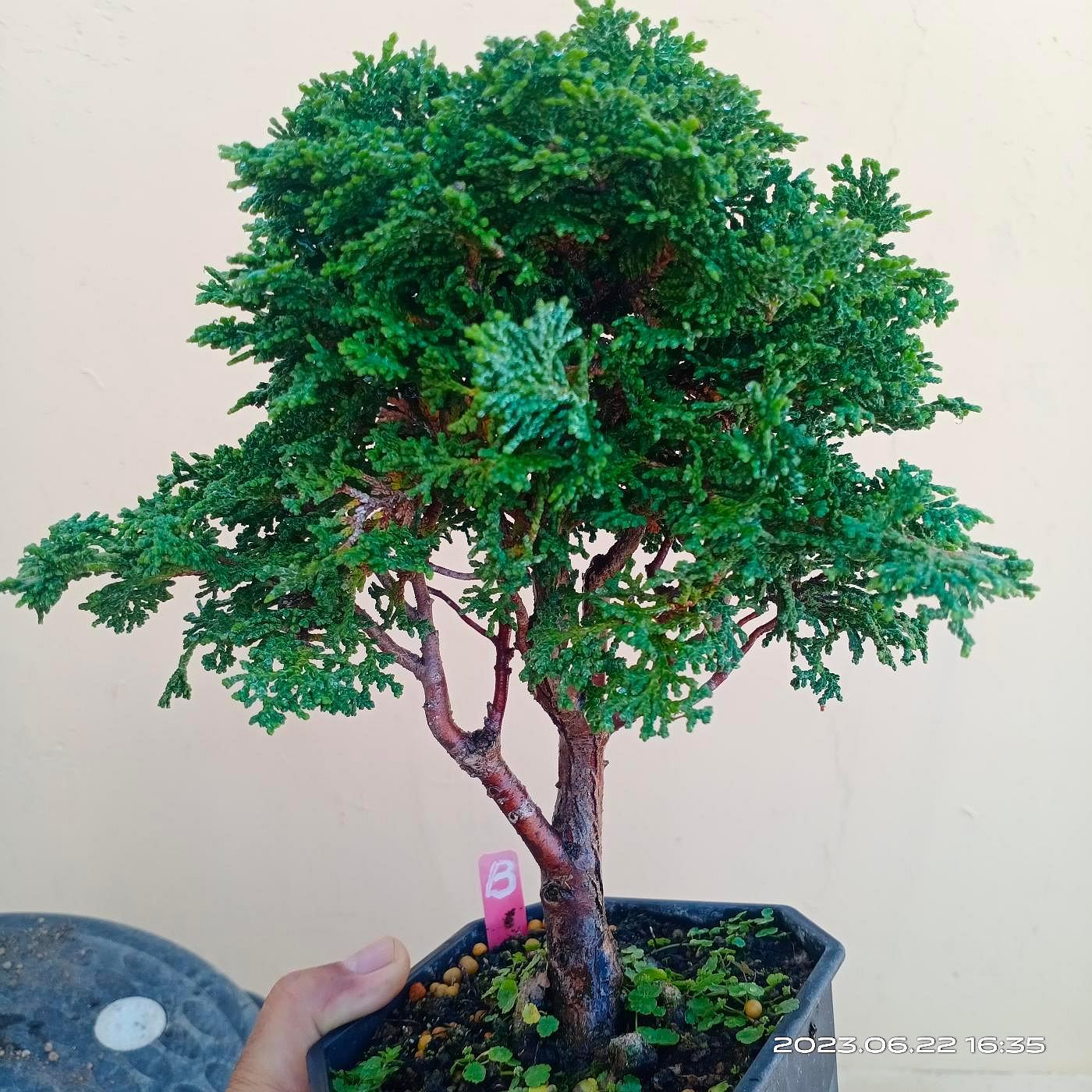 【自然樹】杉盆栽‼️直幹　樹高1m 盆栽 自然樹】杉盆栽‼️直幹 樹高1m 盆栽