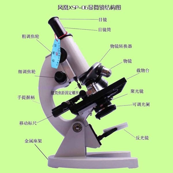5Cgo【權宇】鳳凰XSP-06-1600X 生物顯微鏡1600倍單目生物顯微鏡