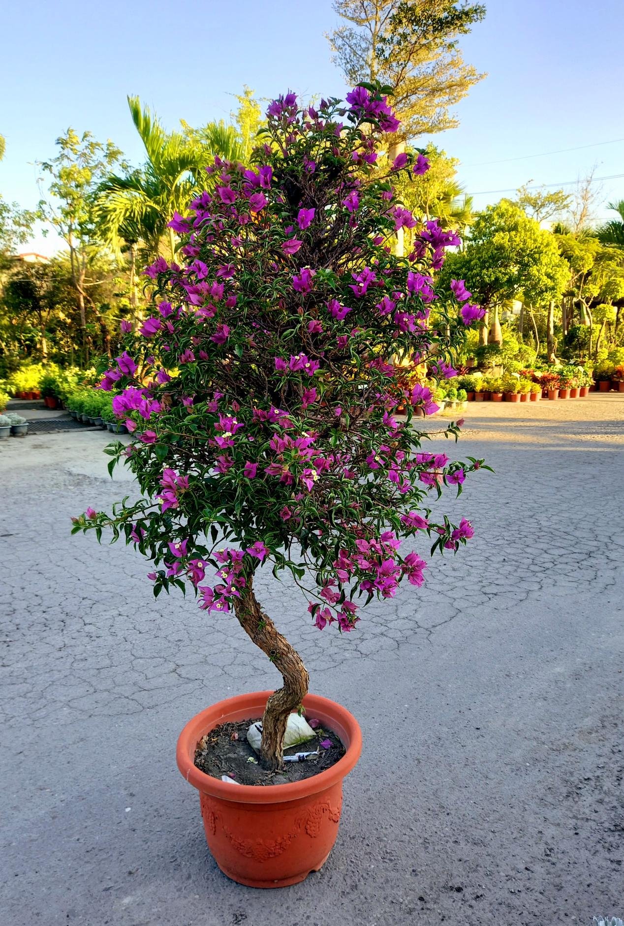 先詢問有無現貨》老叢～九重葛（大棵）～很會開花～樹高含盆160cm