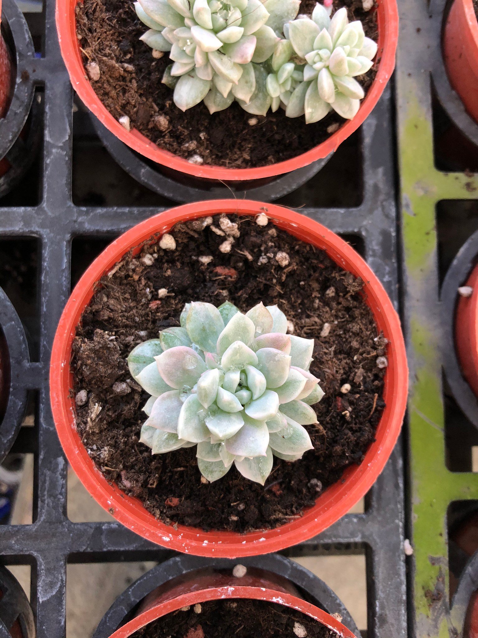 花花世界_多肉植物*迷你蓮錦* 3吋盆/高5-10cm/ 小巧多肉植物好療癒/MA