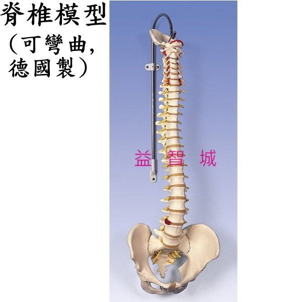 益智城新館《脊椎模型/人體模型/人體脊椎模型/教學人體骨骼模型/頸椎