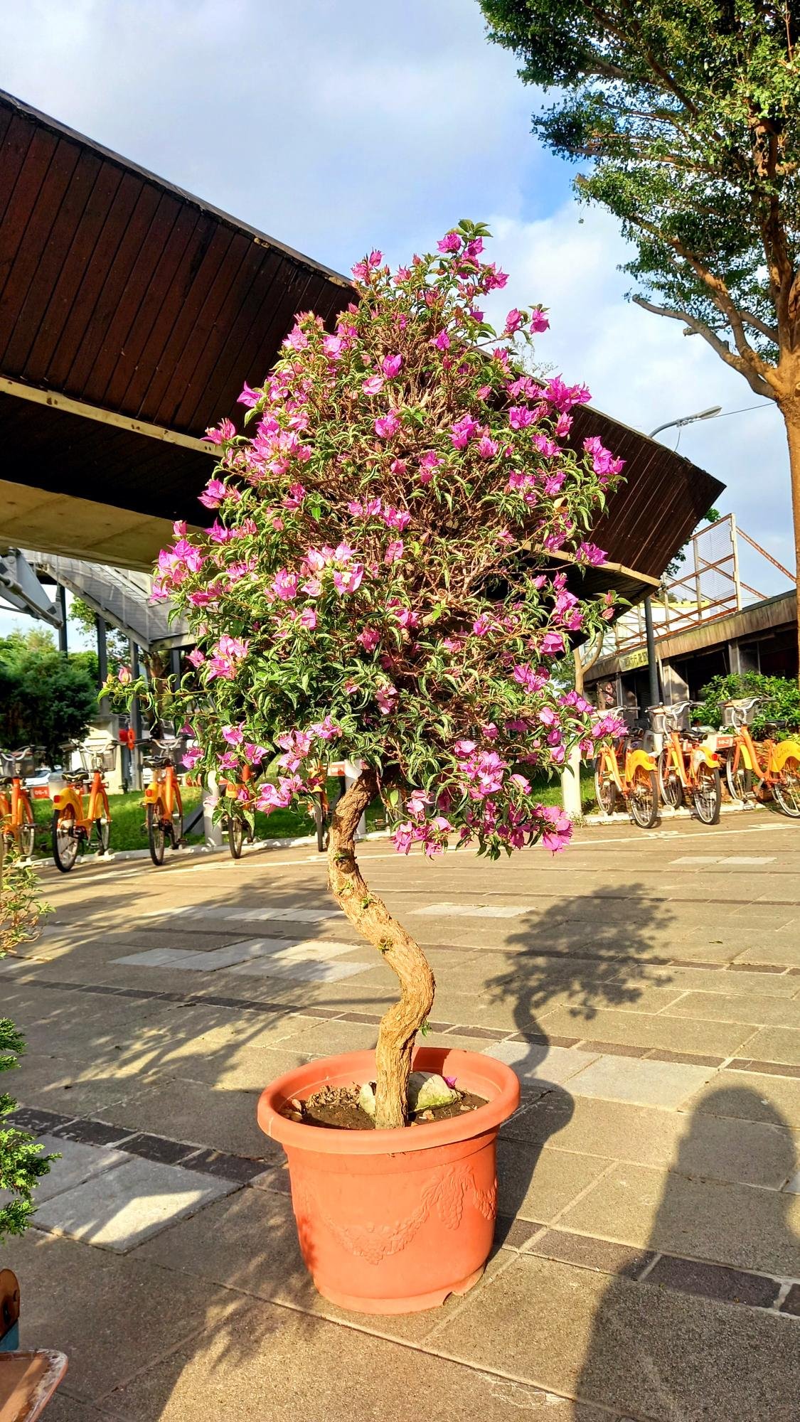 先詢問有無現貨》老叢～九重葛（大棵）～很會開花～樹高含盆160cm