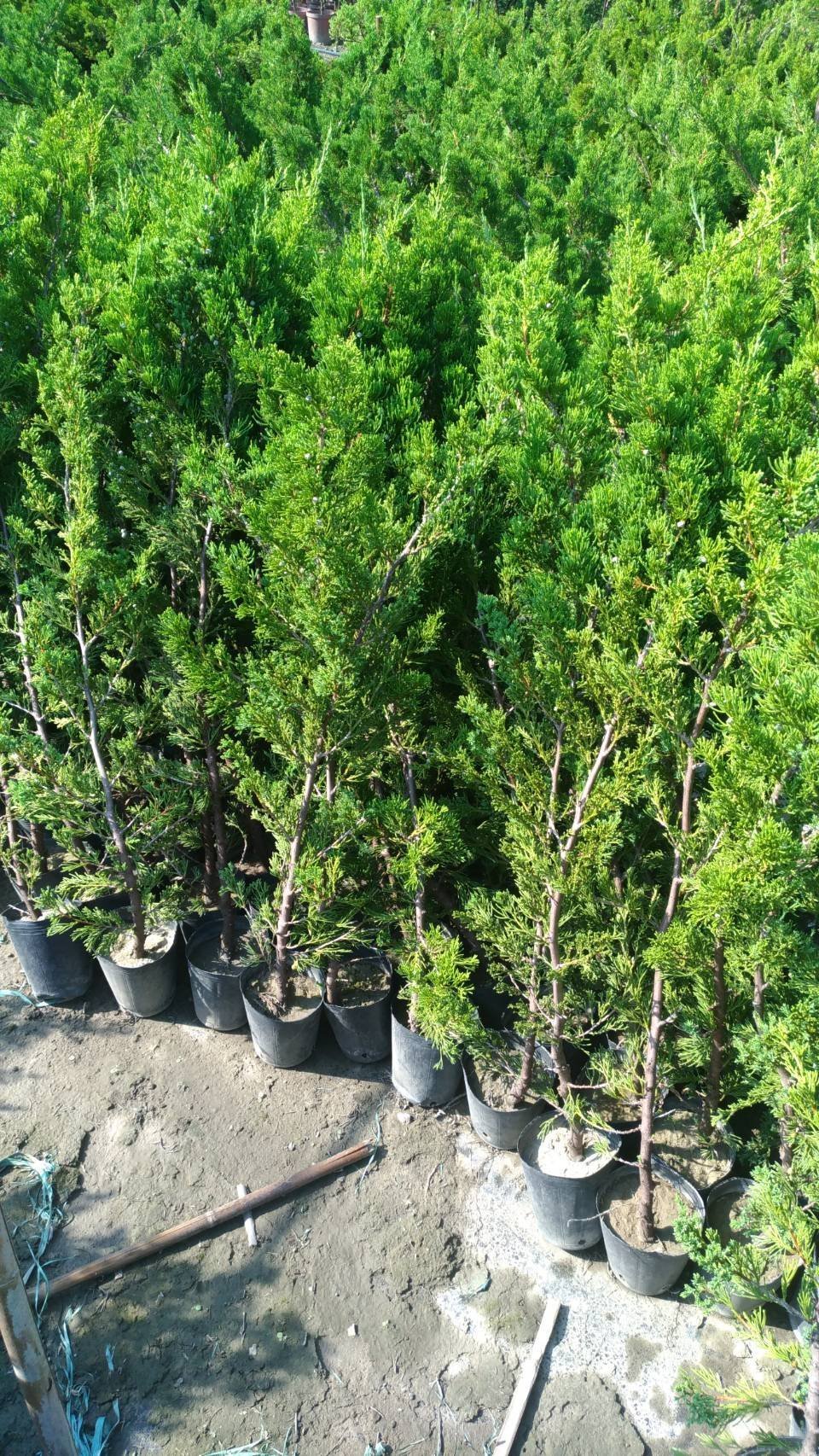 ╭☆東霖園藝☆╮(真柏)台灣真柏---(高壓苗)50-60公分/4吋盆