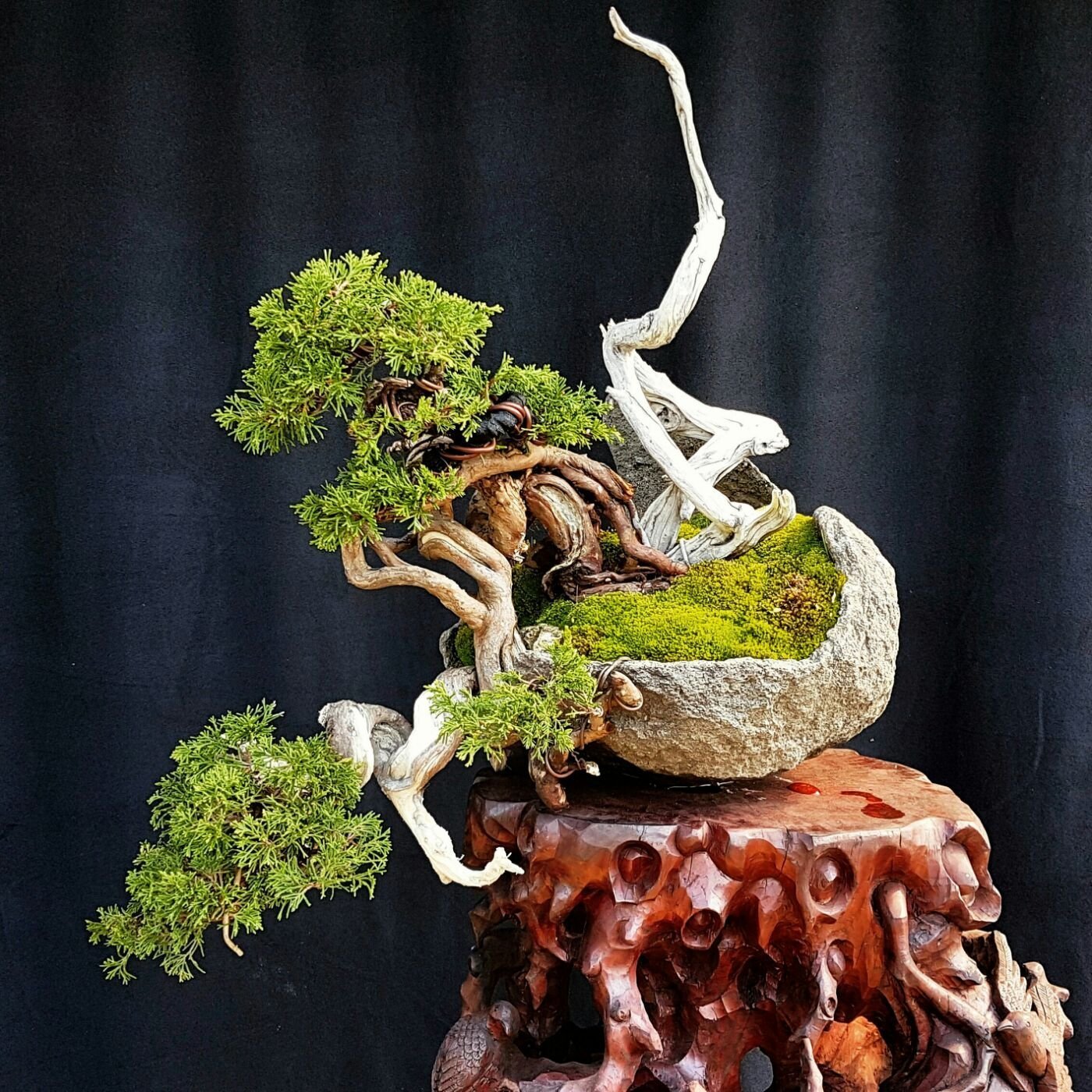 SALE，100%新品 真柏 素材 懸崖風 中品盆栽