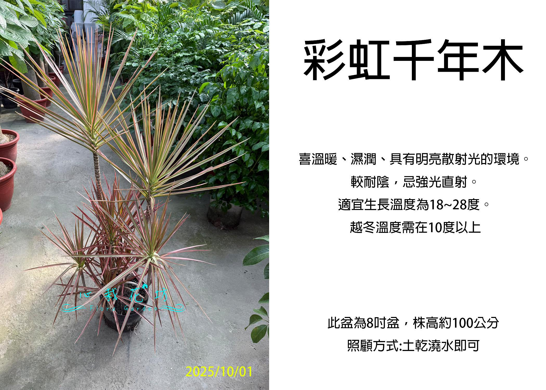 心栽花坊-彩虹千年木/五彩千年木/七彩千年木/8吋盆/綠化植物/室內植物