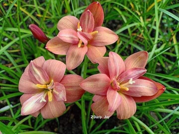 木草花集】 進口風雨蘭Rainlily Z. Darly Jay 達利潔開花球