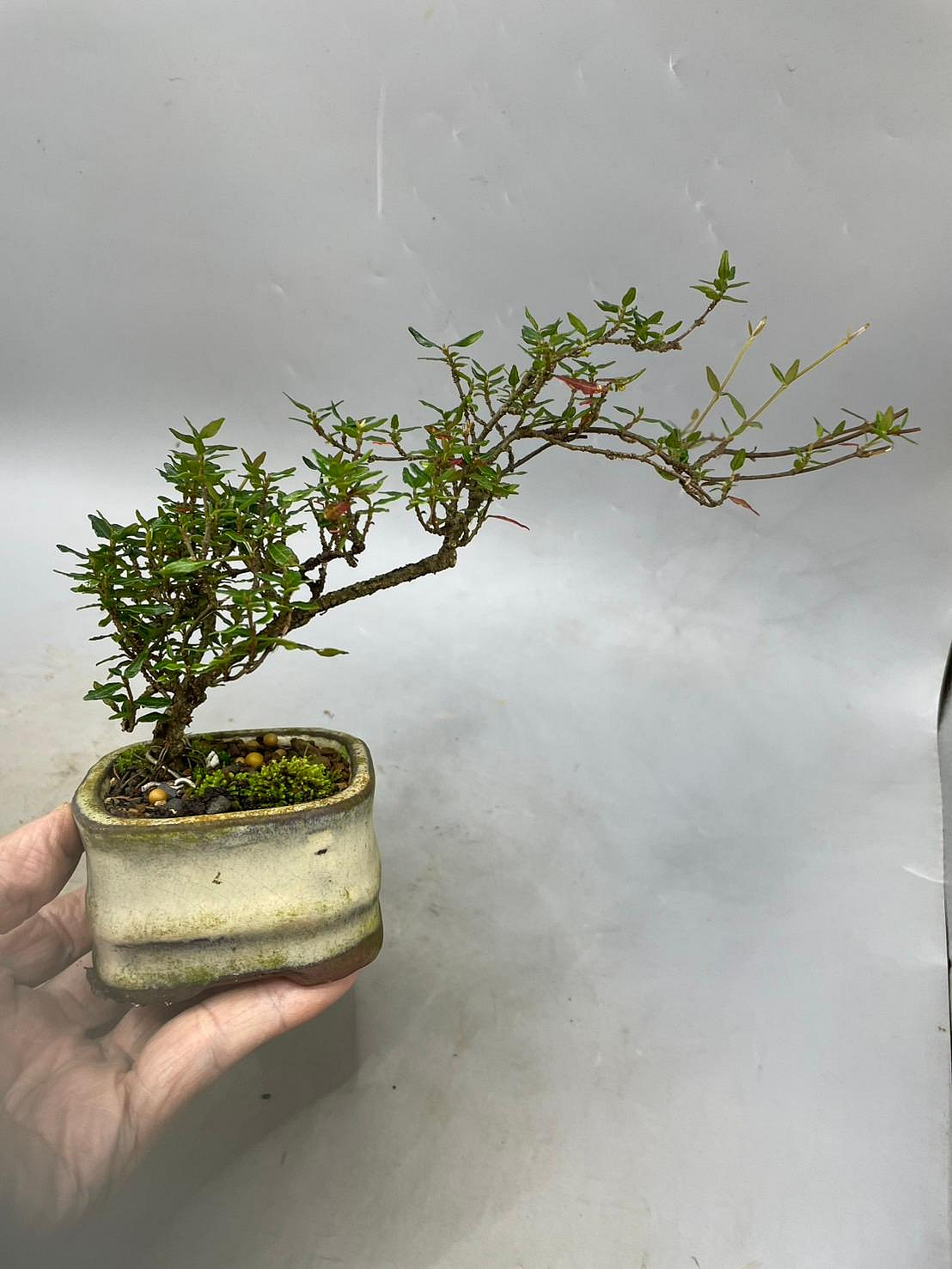 縮緬葛　盆栽　小品盆栽 陶樹坊】日本縮緬葛(小品) | Yahoo拍賣