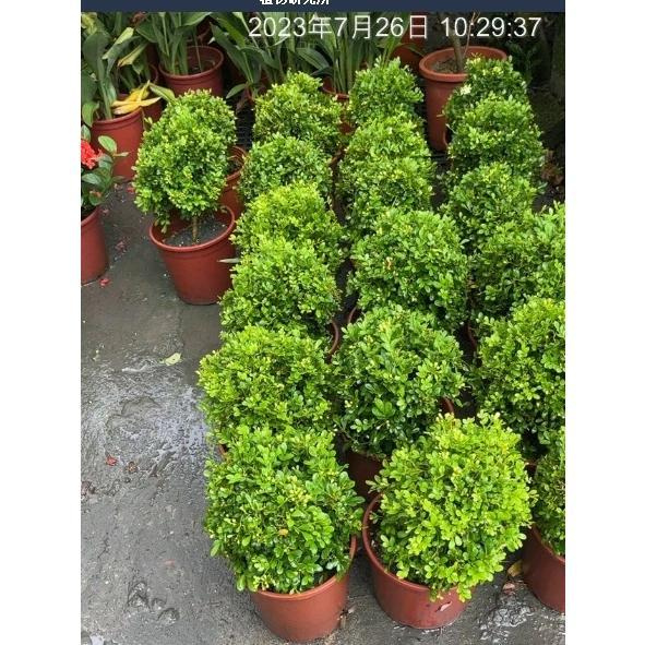一禪種苗園-最佳風水樹香氣濃郁而獨特{細葉七里香 /小葉月橘}綠籬植物-6吋盆/濃香卻不俗氣/樹姿秀雅/枝幹蒼勁/四季常青/公園/圍籬植物/庭園造景/園藝栽培種|