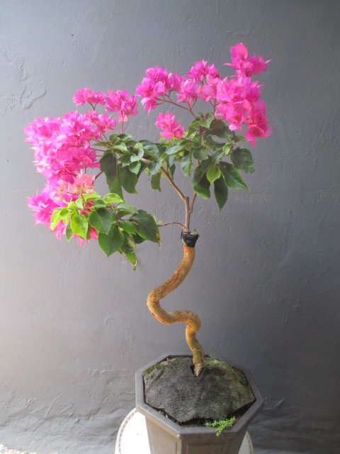 碧羅軒盆栽工作坊-- 九重葛推廣培植場--九重葛編號：1697