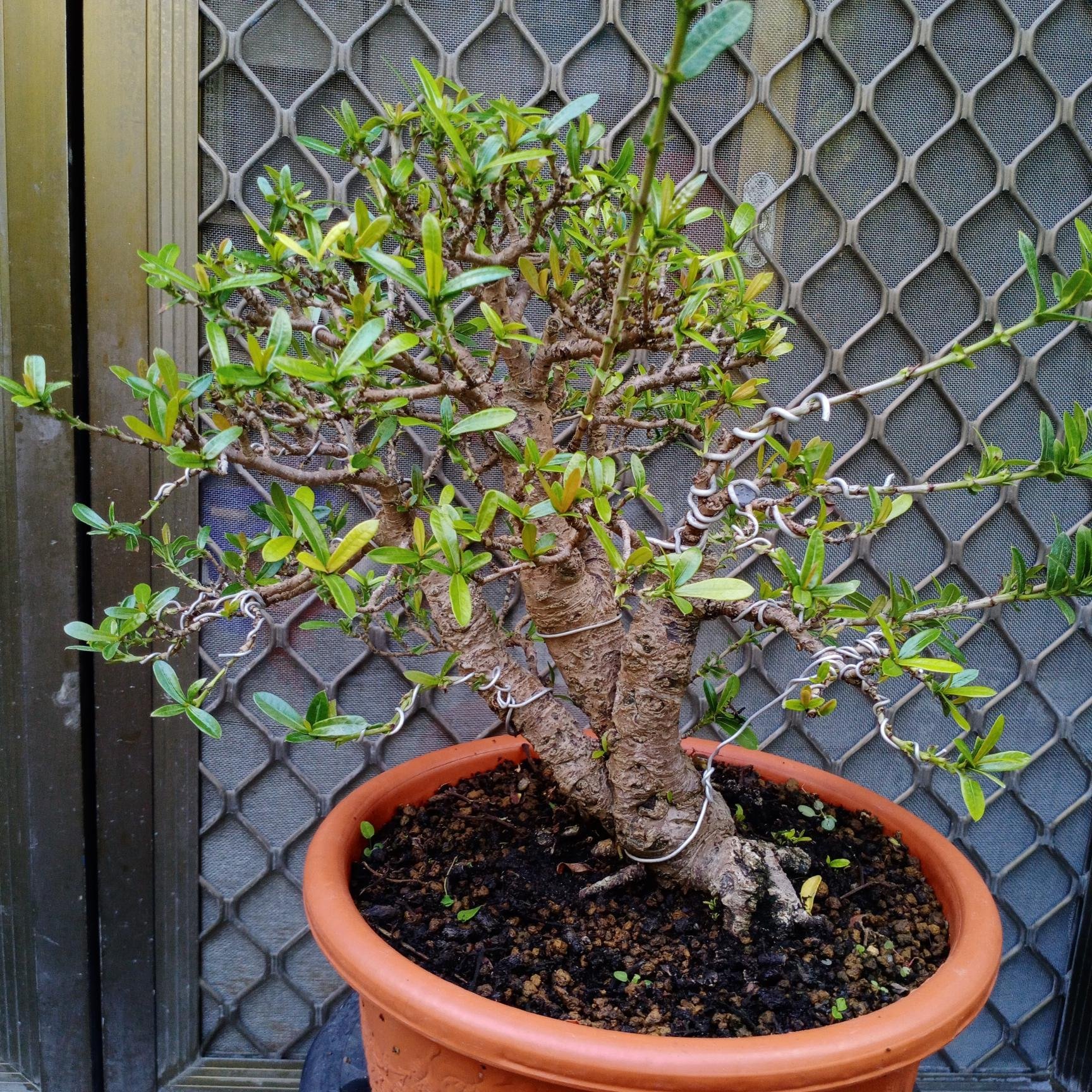 優選紅花矮仙丹小品盆栽(三點組主樹)優選壯碩老樹頭半成品…《快樂盆栽