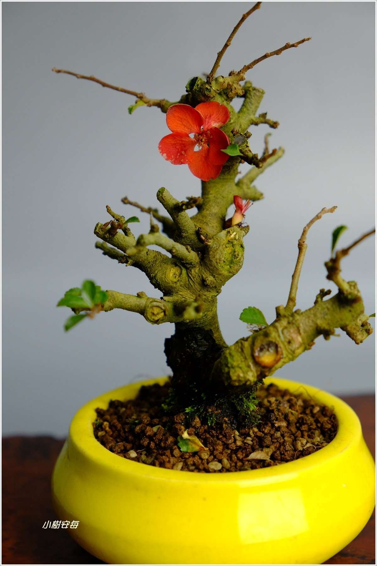 小樹安每】日本長壽梅(紅花) mini 02 | Yahoo拍賣