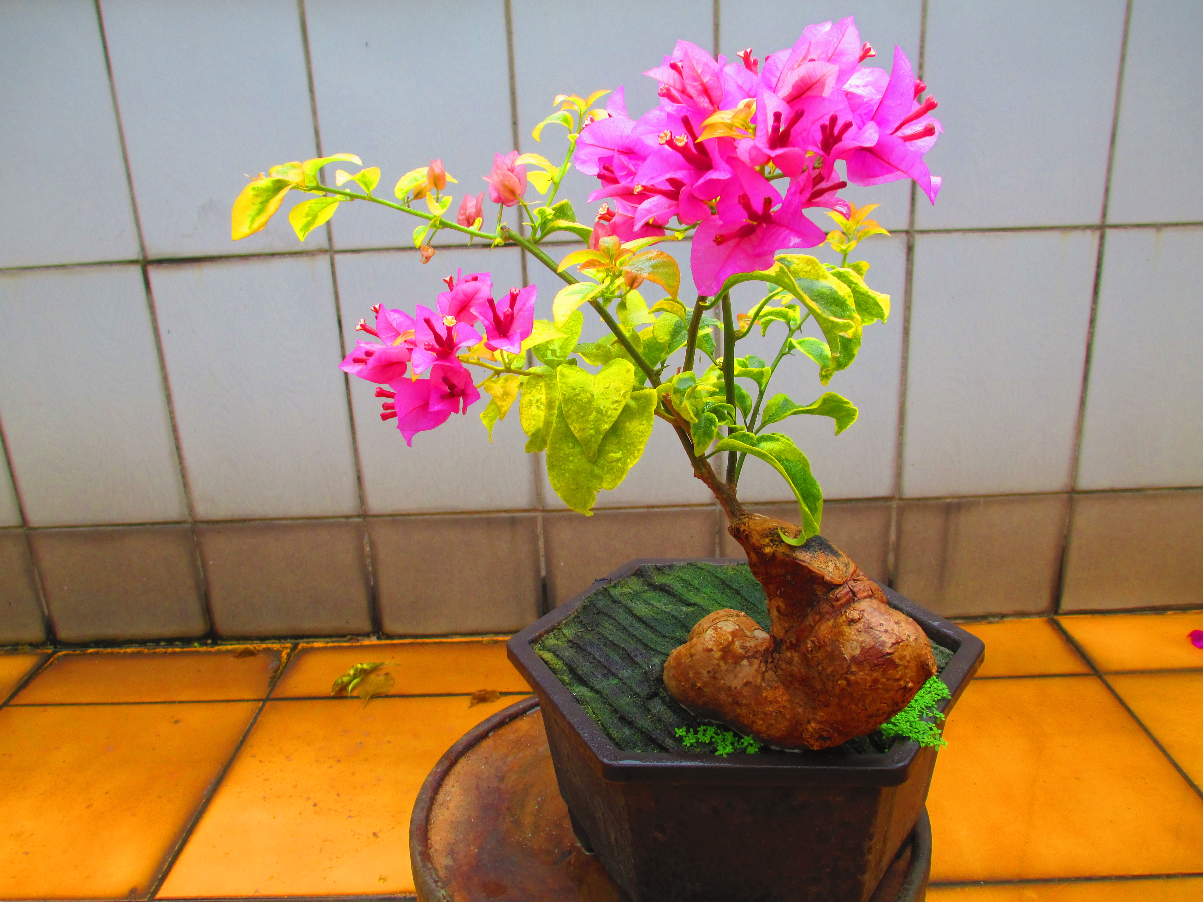 碧羅軒盆栽工作坊-- 九重葛推廣培植場--九重葛編號：1694 | Yahoo拍賣