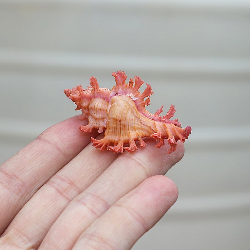 高貴千手螺天然海螺貝殼稀有標本收藏螺家居裝飾擺件魚*特價正品促銷