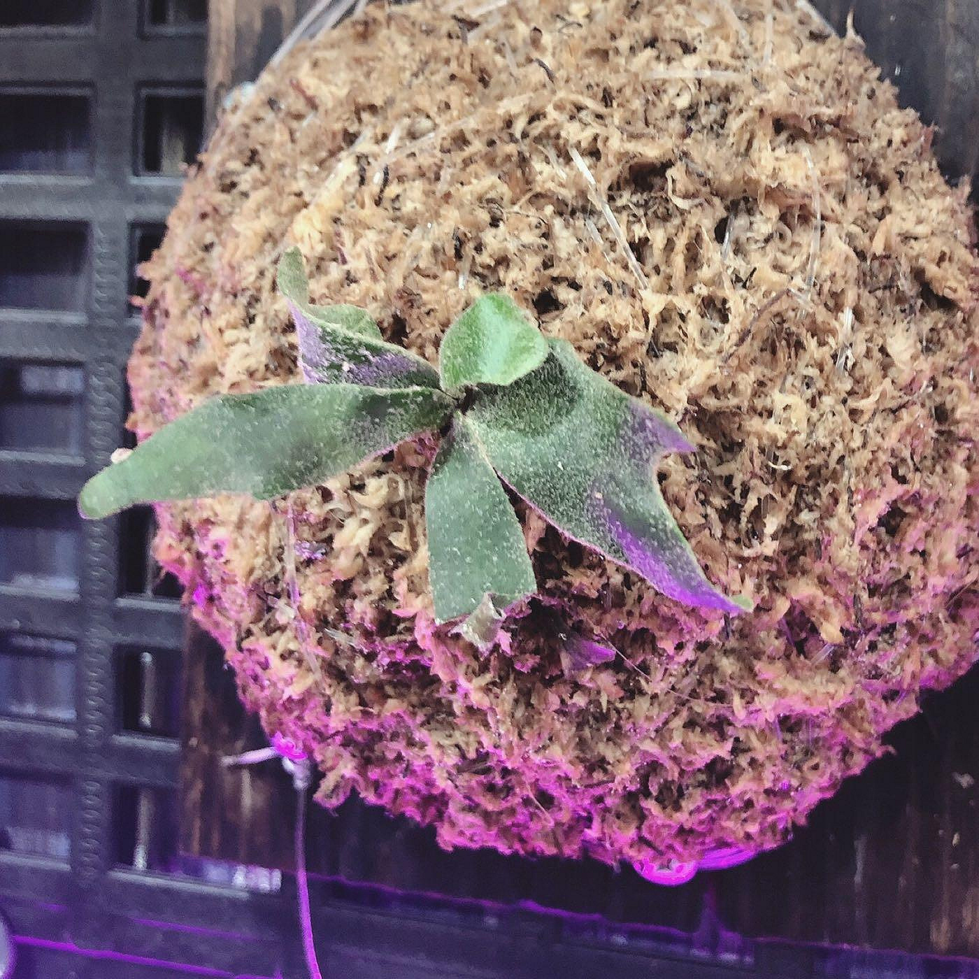 メイミナ様メルカリ便P.willinckii’Jade Girl’spore 2 P. willinckii 'Jade Girl' sporeling #ビカクシダ #鹿角蕨
