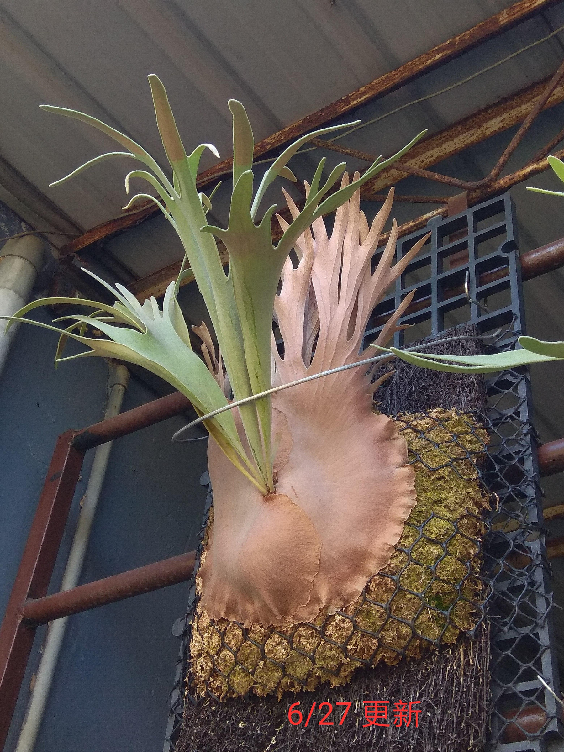 【希少品種】P.veitchii wild Aus#2（OC） 希少品種】P.veitchii wild Aus#2（OC） P.veitchii wild AUS 澳銀鹿角蕨