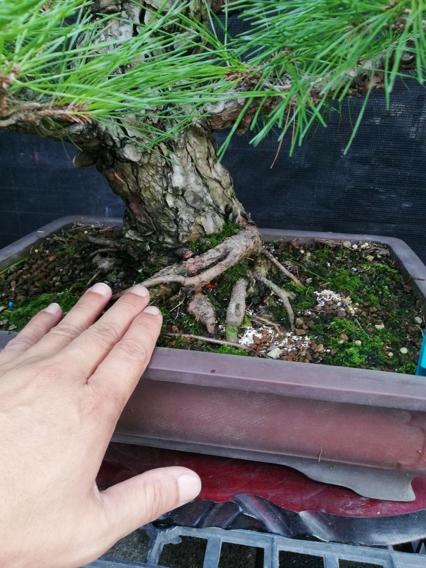 已售出～日本赤松～樹高含盆65cm 寬幅60cm 幹徑10公分～ | Yahoo拍賣