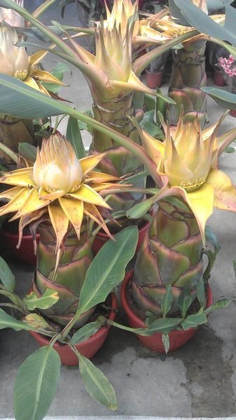 ╭☆東霖園藝☆╮珍奇花卉--( 地湧金蓮)滇池金蓮(中大苗)--目前是5吋盆