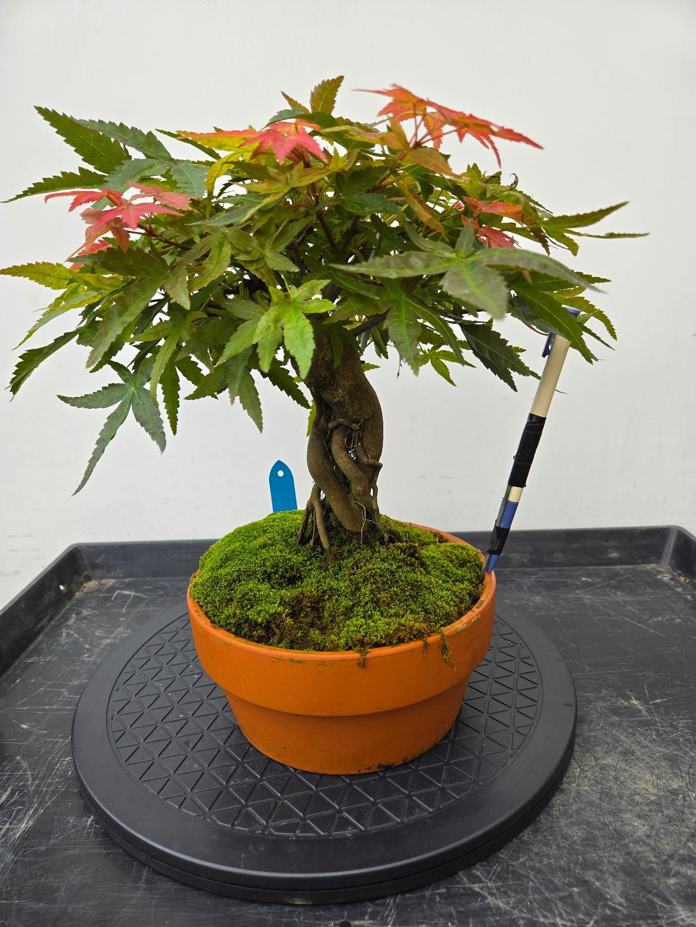 極太楓小品盆栽 楓【 20 B ― 12 】 - 小品盆栽専門店 湘風園オンライン