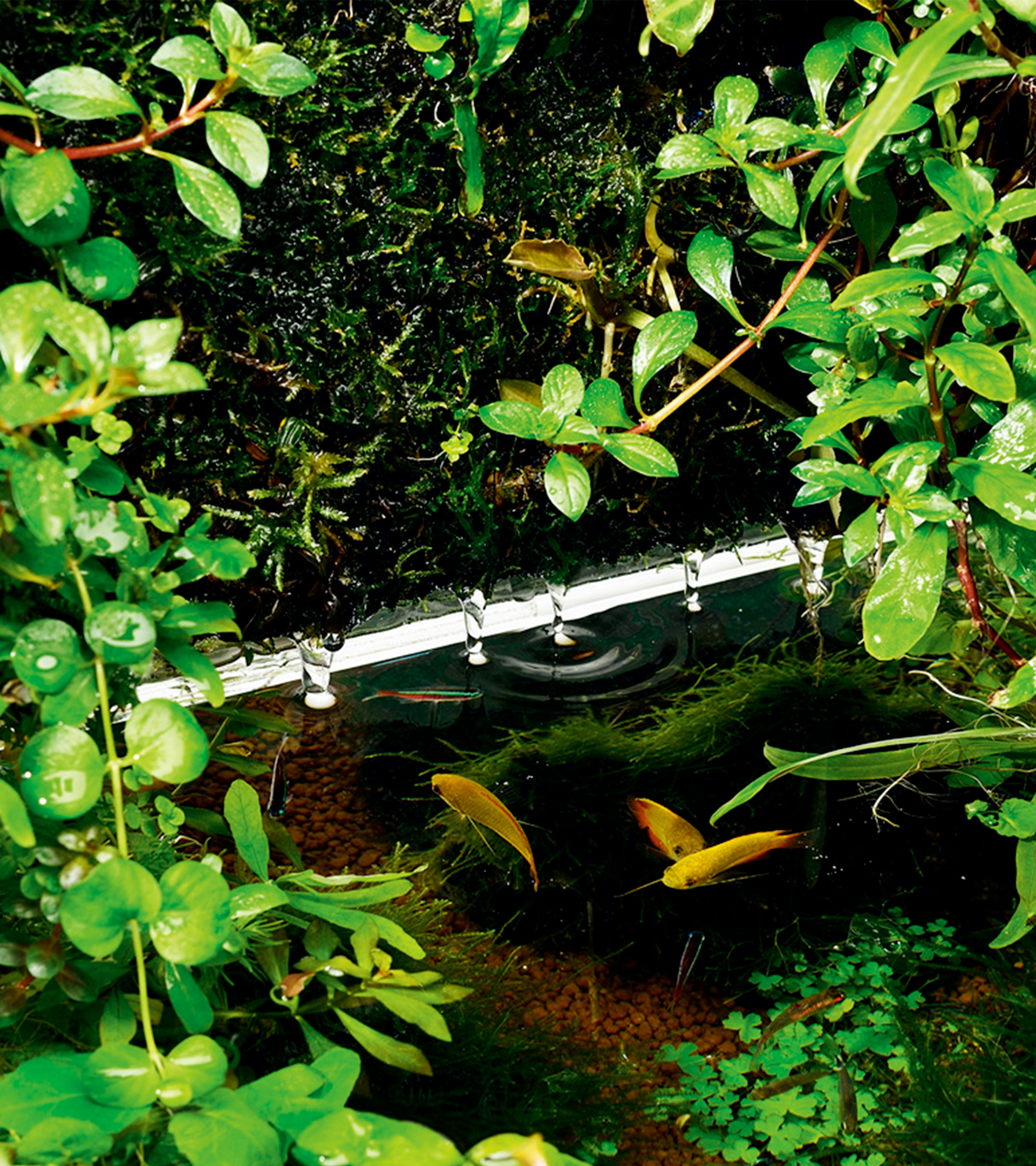 DOOA 侘び草ウォール60 MIZUKUSA MIST WALL 600 | PRODUCTS | DOOA