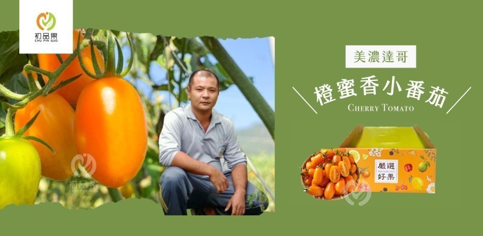 橙蜜香小蕃茄
