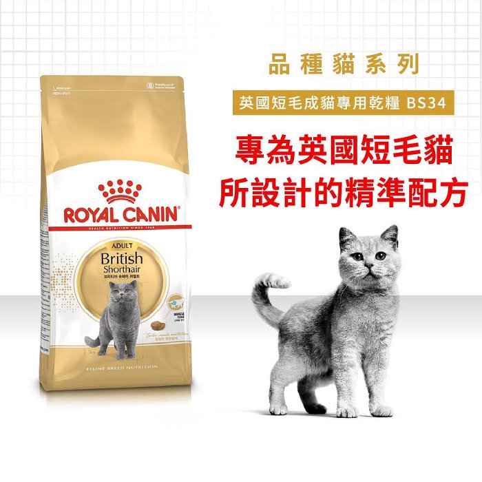 法國皇家BS34 英國短毛貓