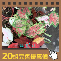 彩葉芋/隨機出品不挑品種/5吋盆