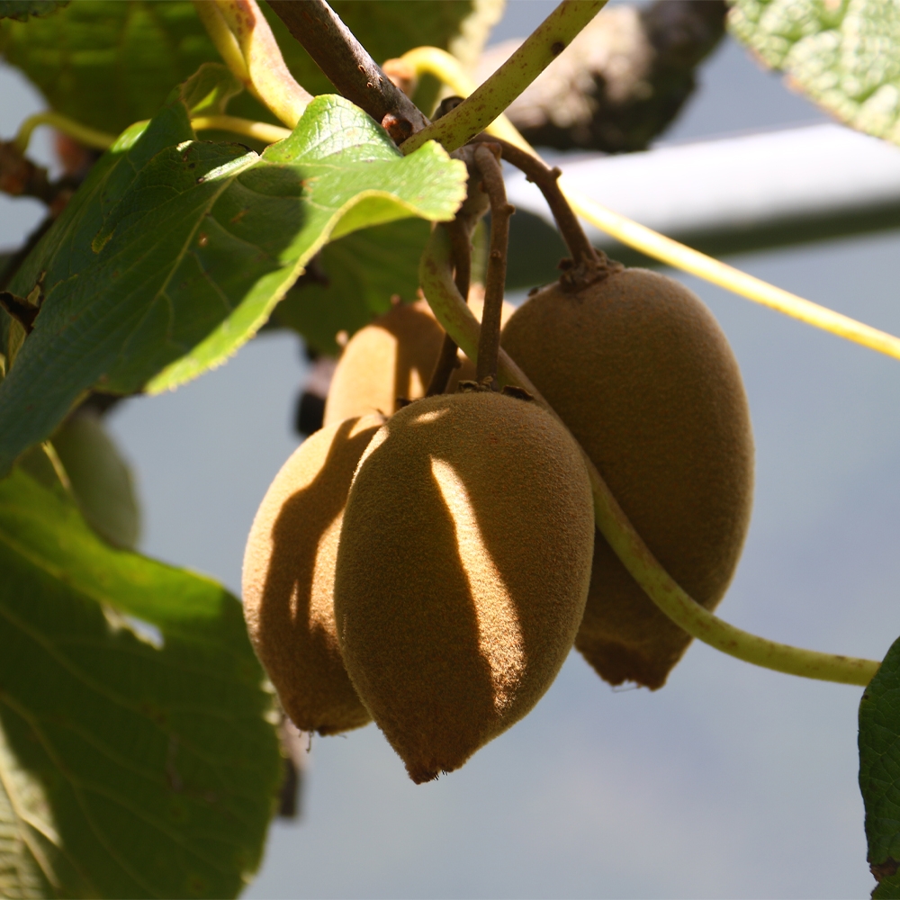 愛蜜果 台灣合歡山翠峰黃金奇異果11顆禮盒 (約2.5斤/盒) | 奇異果/山竹/榴槤 | Yahoo購物中心