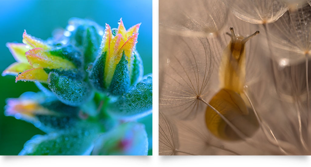 Nikon尼康 Z MC 105mm F/2.8 S - 詳情1