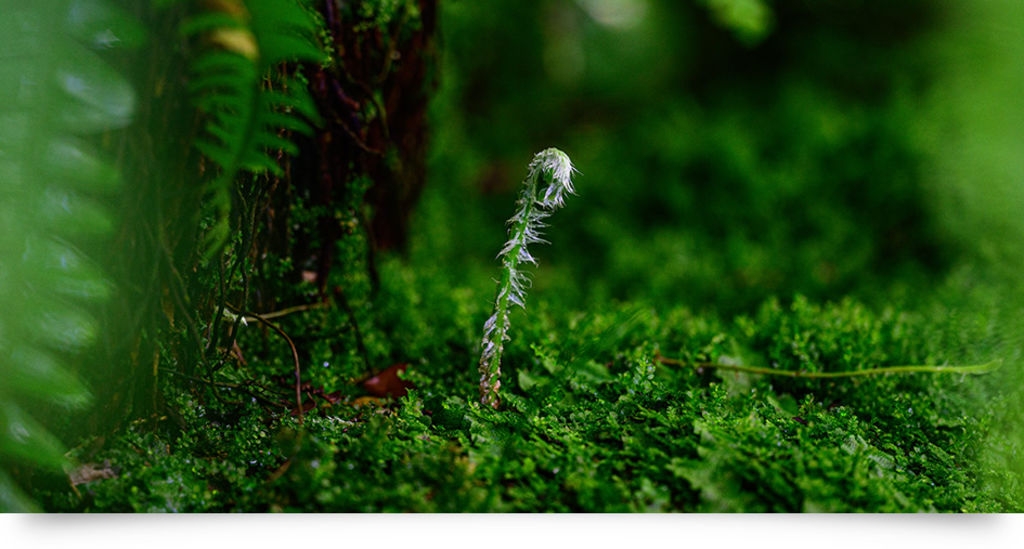 Nikon尼康 Z MC 105mm F/2.8 S - 詳情2