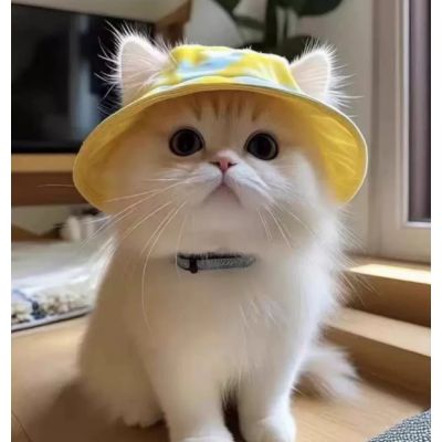 【寵愛毛宅】寵物戶外漁夫帽 寵物帽子 貓咪帽子 狗狗帽